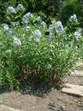 معرفی و راهنمای پرورش گیاهان دارویی - آسونیگا